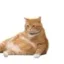 CatGPT icon
