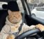 Driver Cat icon