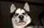 Siberian Husky icon
