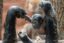 The Baby Gorilla icon