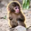 Nina The Monkey icon