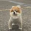 The Space Dog icon