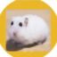 HamsterCoin icon