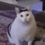 HUHCAT icon