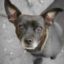Justice For Pepper icon