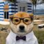 Smart Inuvestor icon
