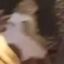 Justice for Monkey icon