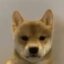 inu icon