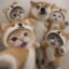 cat inu icon