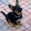 Jim Cramer's Dog icon