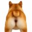 Inus icon