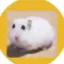 HamsterCoin icon