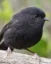 the black robin icon