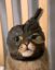 Idea Cat icon