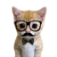 Phdkitty icon