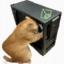 Cat Without Ear icon