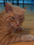 Trump The Cat icon