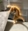 Anti Rug Cat icon