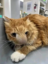 BeeCat icon