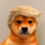 Trump Inu icon