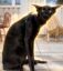 The Vampire Cat icon