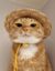 cat icon