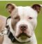 Zelda The Bully icon