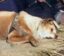 Hachiko icon