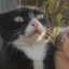 Scared Cat icon