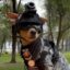 Diminutive Comando icon