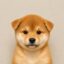 Inu icon