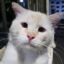 The Sad Cat icon