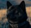 BLACK INU icon