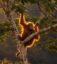 The Lone Survivor icon