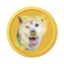 Pumpkincoin icon