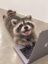coony icon