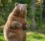 The Albino Brown Bear icon