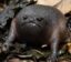The Sad Frog icon