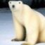 Polar Bear 2026 icon