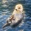 The Sea Otter icon