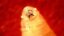 New World Screwworm icon