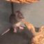 The Begging Rat icon