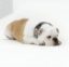401K Dog icon