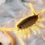 pill bug icon