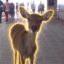 Deer In Subway icon