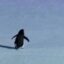 The Shakespearean Penguin icon