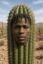 Cactus Jack icon