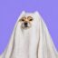 Phantom Inu icon