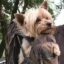 Dog In Backpack icon