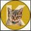 Kibicoin icon